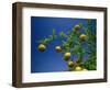 Orange Tree, Valencia, Spain, Europe-Mawson Mark-Framed Photographic Print