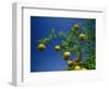 Orange Tree, Valencia, Spain, Europe-Mawson Mark-Framed Photographic Print