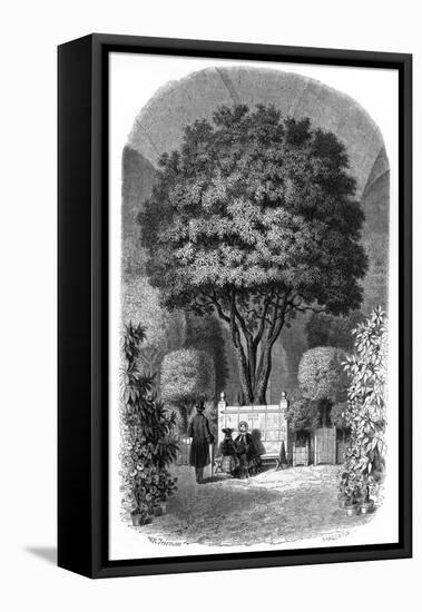 Orange Tree, Versailles-S. Sargent-Framed Stretched Canvas