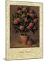 Orange Tree-Joaquin Moragues-Mounted Art Print