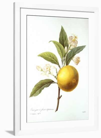 Orange Tree-Pierre-Joseph Redouté-Framed Giclee Print