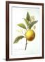 Orange Tree-Pierre-Joseph Redouté-Framed Giclee Print