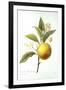 Orange Tree-Pierre-Joseph Redouté-Framed Giclee Print