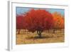 Orange Trees II-James Wiens-Framed Art Print