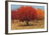 Orange Trees II-James Wiens-Framed Art Print