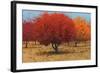 Orange Trees II-James Wiens-Framed Art Print