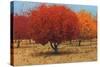 Orange Trees II-James Wiens-Stretched Canvas