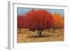 Orange Trees II-James Wiens-Framed Art Print