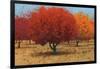 Orange Trees II-James Wiens-Framed Art Print