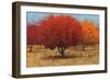 Orange Trees II-James Wiens-Framed Premium Giclee Print