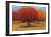 Orange Trees II-James Wiens-Framed Premium Giclee Print