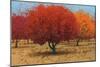 Orange Trees II-James Wiens-Mounted Premium Giclee Print