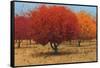 Orange Trees II-James Wiens-Framed Stretched Canvas