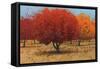 Orange Trees II-James Wiens-Framed Stretched Canvas