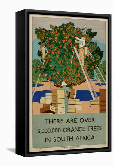 Orange Trees in South Africa, from the Series 'Summer's Oranges from South Africa'-Guy Kortright-Framed Stretched Canvas