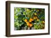 Orange Trees with Fruits on Plantation-mirceab-Framed Photographic Print