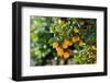 Orange Trees with Fruits on Plantation-mirceab-Framed Photographic Print