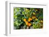 Orange Trees with Fruits on Plantation-mirceab-Framed Photographic Print