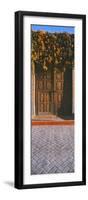 Orange trumpetvine (Pyrostegia venustacascades) growing above wooden door, Todos Santos, Baja Ca...-Panoramic Images-Framed Photographic Print