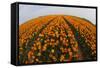 Orange Tulip Fields in North Holland in the Netherlands-Darrell Gulin-Framed Stretched Canvas