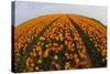 Orange Tulip Fields in North Holland in the Netherlands-Darrell Gulin-Stretched Canvas