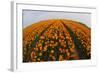 Orange Tulip Fields in North Holland in the Netherlands-Darrell Gulin-Framed Photographic Print