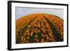 Orange Tulip Fields in North Holland in the Netherlands-Darrell Gulin-Framed Photographic Print