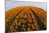 Orange Tulip Fields in North Holland in the Netherlands-Darrell Gulin-Mounted Photographic Print