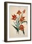 Orange Tulip, from 'Opera Botanica' by Conrad Gesner (1516-65) 1767-Adam Louis Wirsing-Framed Giclee Print