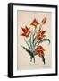 Orange Tulip, from 'Opera Botanica' by Conrad Gesner (1516-65) 1767-Adam Louis Wirsing-Framed Giclee Print