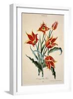 Orange Tulip, from 'Opera Botanica' by Conrad Gesner (1516-65) 1767-Adam Louis Wirsing-Framed Giclee Print