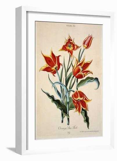 Orange Tulip, from 'Opera Botanica' by Conrad Gesner (1516-65) 1767-Adam Louis Wirsing-Framed Giclee Print