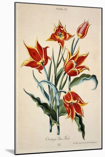 Orange Tulip, from 'Opera Botanica' by Conrad Gesner (1516-65) 1767-Adam Louis Wirsing-Mounted Giclee Print