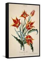 Orange Tulip, from 'Opera Botanica' by Conrad Gesner (1516-65) 1767-Adam Louis Wirsing-Framed Stretched Canvas