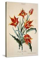 Orange Tulip, from 'Opera Botanica' by Conrad Gesner (1516-65) 1767-Adam Louis Wirsing-Stretched Canvas
