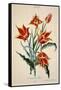 Orange Tulip, from 'Opera Botanica' by Conrad Gesner (1516-65) 1767-Adam Louis Wirsing-Framed Stretched Canvas