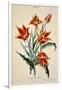 Orange Tulip, from 'Opera Botanica' by Conrad Gesner (1516-65) 1767-Adam Louis Wirsing-Framed Giclee Print