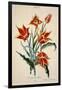 Orange Tulip, from 'Opera Botanica' by Conrad Gesner (1516-65) 1767-Adam Louis Wirsing-Framed Giclee Print