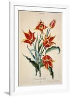 Orange Tulip, from 'Opera Botanica' by Conrad Gesner (1516-65) 1767-Adam Louis Wirsing-Framed Giclee Print