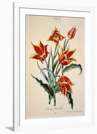 Orange Tulip, from 'Opera Botanica' by Conrad Gesner (1516-65) 1767-Adam Louis Wirsing-Framed Giclee Print