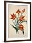 Orange Tulip, from 'Opera Botanica' by Conrad Gesner (1516-65) 1767-Adam Louis Wirsing-Framed Giclee Print