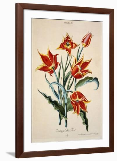 Orange Tulip, from 'Opera Botanica' by Conrad Gesner (1516-65) 1767-Adam Louis Wirsing-Framed Giclee Print