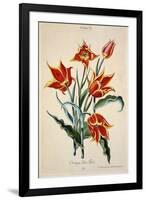 Orange Tulip, from 'Opera Botanica' by Conrad Gesner (1516-65) 1767-Adam Louis Wirsing-Framed Giclee Print