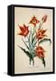 Orange Tulip, from 'Opera Botanica' by Conrad Gesner (1516-65) 1767-Adam Louis Wirsing-Framed Stretched Canvas
