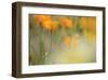 Orange Tulip Mist-Karin Connolly-Framed Art Print