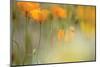 Orange Tulip Mist-Karin Connolly-Mounted Art Print