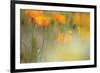 Orange Tulip Mist-Karin Connolly-Framed Art Print