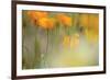 Orange Tulip Mist-Karin Connolly-Framed Art Print