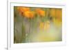 Orange Tulip Mist-Karin Connolly-Framed Art Print