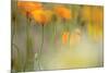 Orange Tulip Mist-Karin Connolly-Mounted Art Print